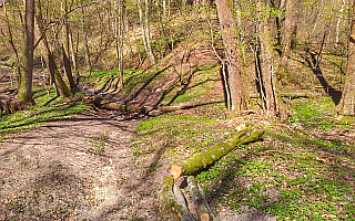 Elbląscy leśnicy przygotowują kolejne szlaki. Trwają wiosenne porządki w lasach